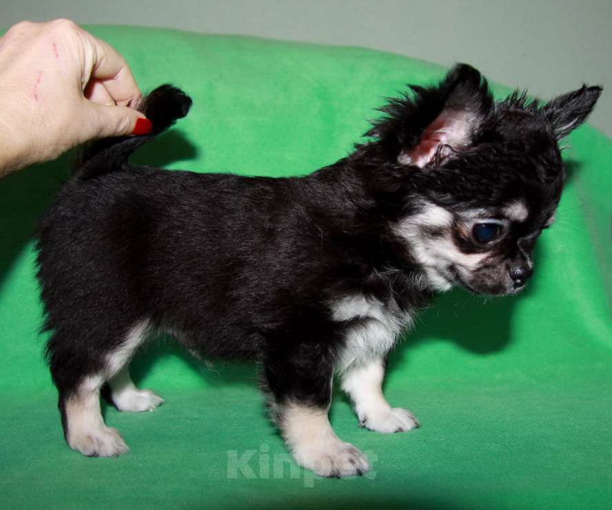 Собаки в Санкт-Петербурге: чихуахуа мальчик домашний любимец Мальчик, 45 000 руб. - фото 3