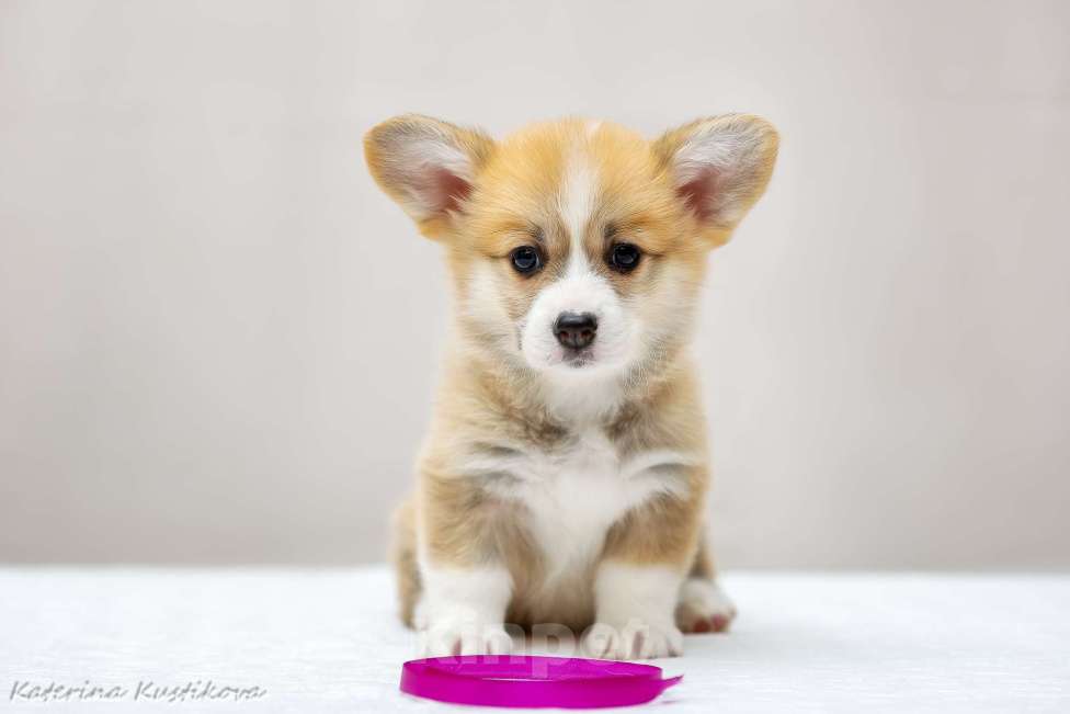 Собаки в Москве: Щенки вельш Корги пемброк Девочка, 60 000 руб. - фото 2