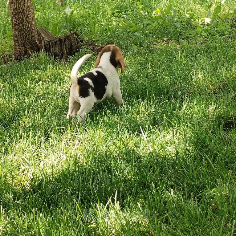 Собаки в Казани: Щенки бигль Мальчик, 28 000 руб. - фото 3