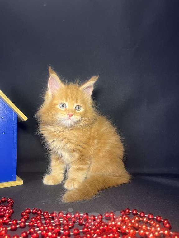 Кошки в Ярославле: Кот Мальчик, 80 000 руб. - фото 2