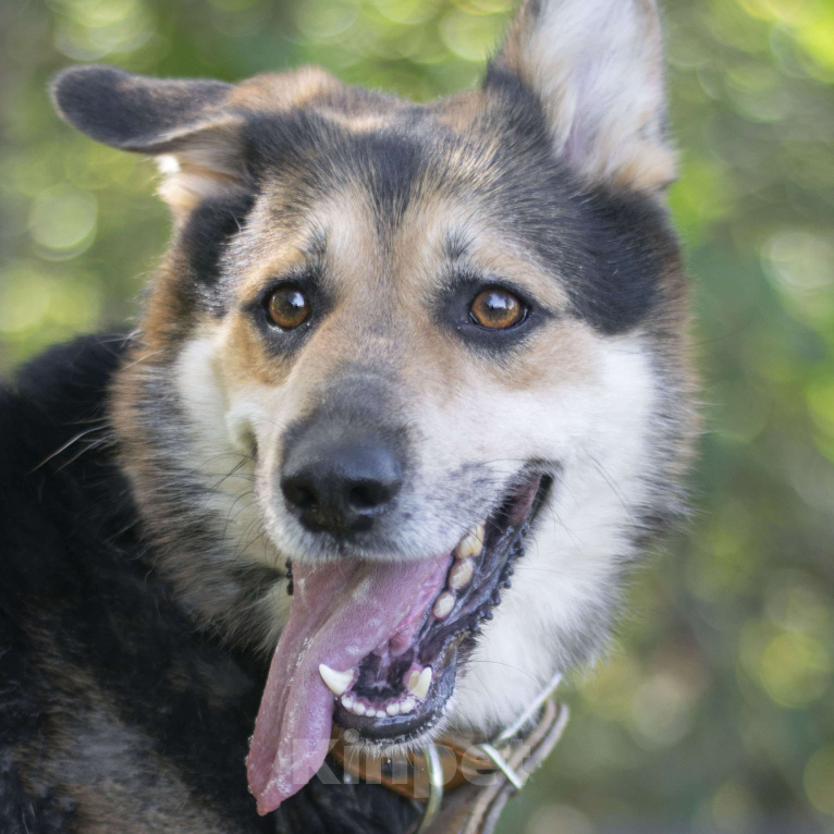 Собаки в Москве: Отто Мальчик, Бесплатно - фото 2