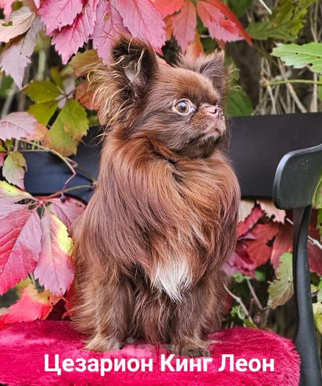 Собаки в Санкт-Петербурге: Длинношерстная девочка чихуахуа Анфиса Девочка, 100 000 руб. - фото 3