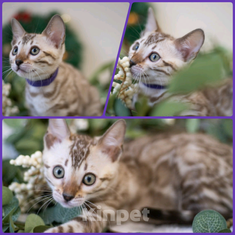 Кошки в Нижнекамске: Ария Девочка, Бесплатно - фото 9