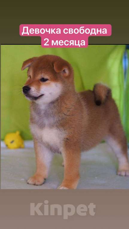 Собаки в Москве: Мальчик  Мальчик, Бесплатно - фото 3