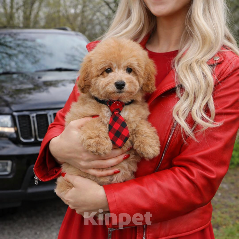 Собаки в Москве: Мальтипу мальчик Мальчик, 85 000 руб. - фото 2