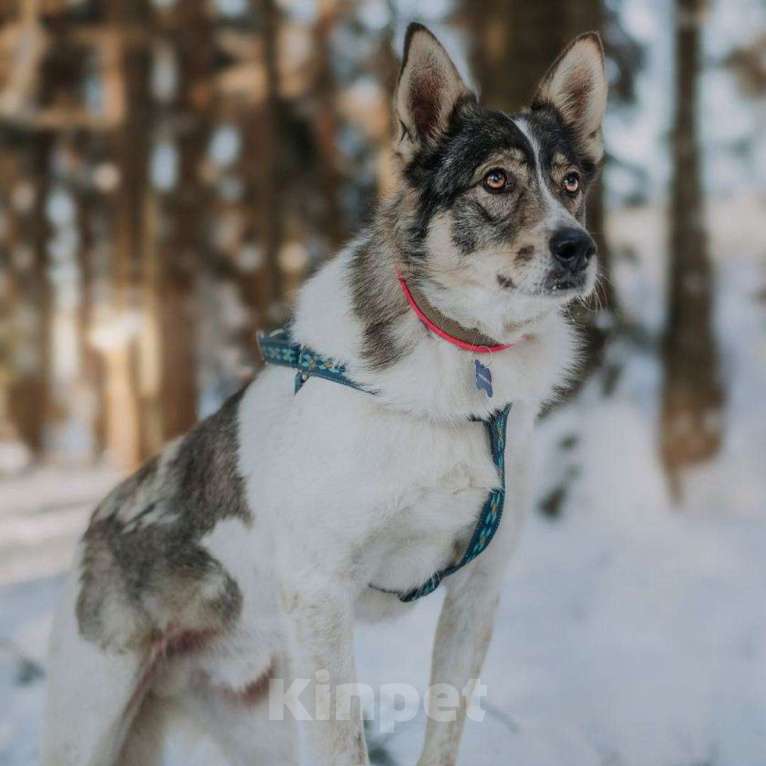 Собаки в Москве: Альф Мальчик, Бесплатно - фото 4