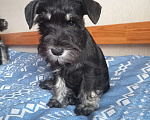 Собаки в Белгороде: Щенки цвергшнауцера Мальчик, Бесплатно - фото 5