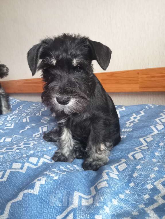 Собаки в Белгороде: Щенки цвергшнауцера Мальчик, Бесплатно - фото 5
