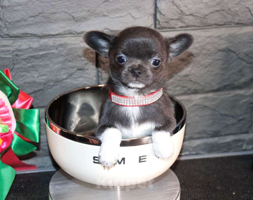 Собаки в Москве: Голубая чихуахуа💎👍🌸 Девочка, 75 000 руб. - фото 4