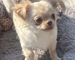 Собаки в Санкт-Петербурге: Питомник предлагает щенка чихуа Девочка, 45 000 руб. - фото 8