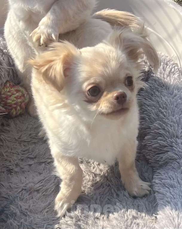 Собаки в Санкт-Петербурге: Питомник предлагает щенка чихуа Девочка, 45 000 руб. - фото 8