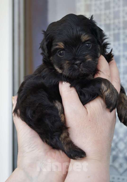 Собаки в Санкт-Петербурге: Щенки мальтипу F-1. разных окрасов. Разнополые, Бесплатно - фото 6