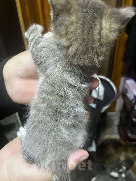 Кошки в Твери: Котята мейн-кун Девочка, 1 500 руб. - фото 1