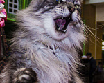 Кошки в Красноярске: Котята мейн кун от чемпионов породы, 20 000 руб. - фото 1