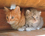 Кошки в Барнауле: Пушистые Рыжие и Голубые. Очаровательные котята., 100 руб. - фото 1