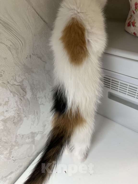 Кошки в Ростове-на-Дону: Манчкин Стандарт  Девочка, 1 000 руб. - фото 1