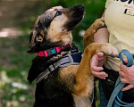 Собаки в Москве: Умнейшая собака Мира в добрые руки Девочка, Бесплатно - фото 5
