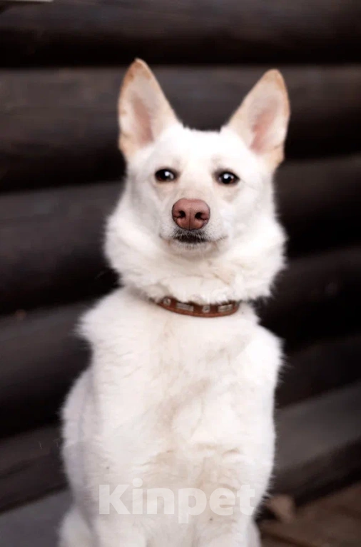 Собаки в Лосином-Петровском: Бэлла якутенок Девочка, Бесплатно - фото 6