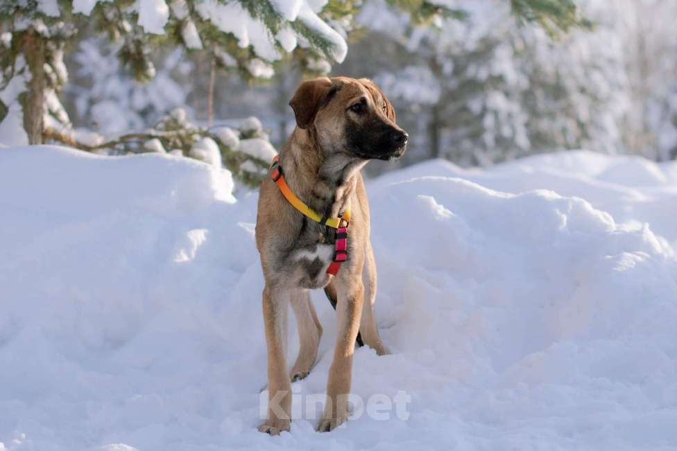 Собаки в Москве: Нежная и трепетная девочка Дина очень ждет свою маму Девочка, Бесплатно - фото 4