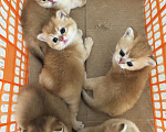 Кошки в Казани: Кошечки Девочка, 35 000 руб. - фото 5
