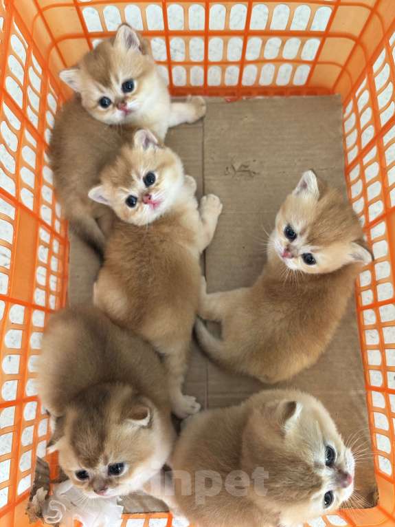 Кошки в Казани: Кошечки Девочка, 35 000 руб. - фото 5