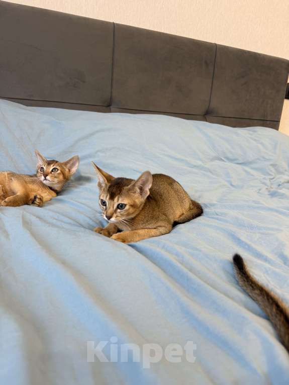 Кошки в Арамиле: Абиссинский котёнок Мальчик, 35 000 руб. - фото 7