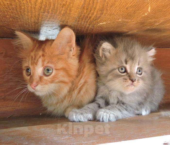 Кошки в Барнауле: Пушистые Рыжие и Голубые. Очаровательные котята., 100 руб. - фото 1