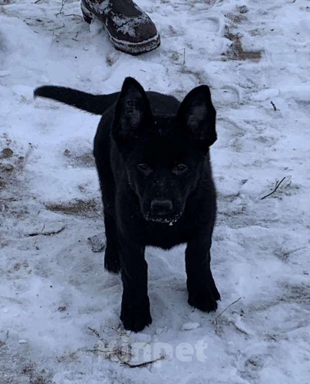 Собаки в Сургуте: Щенок подросток немецкий овчарки рабочего разведения. Девочка, Бесплатно - фото 2