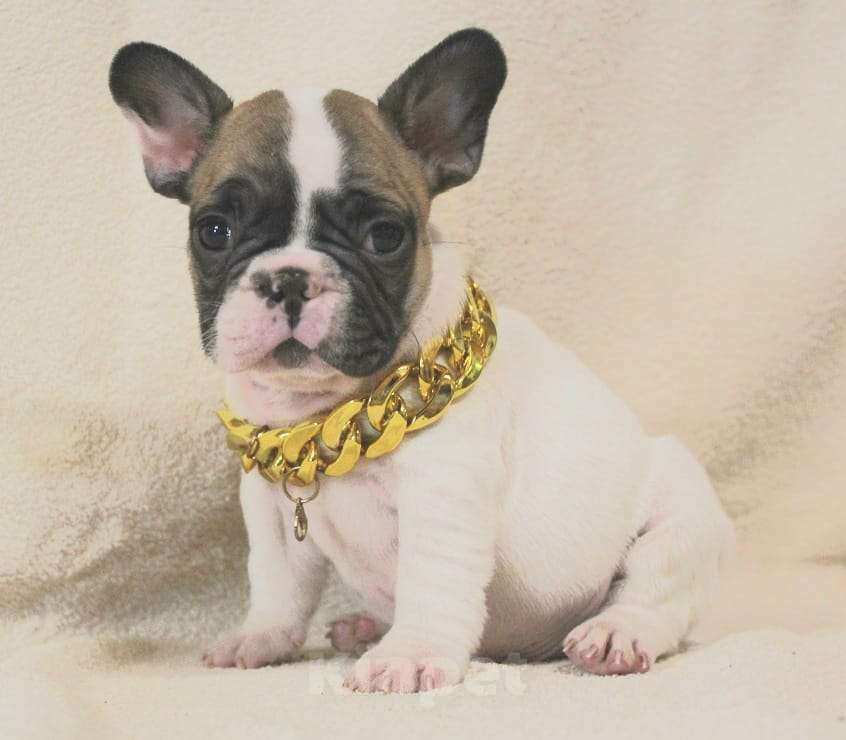 Собаки в Москве: Щенок французик  Мальчик, 130 000 руб. - фото 1