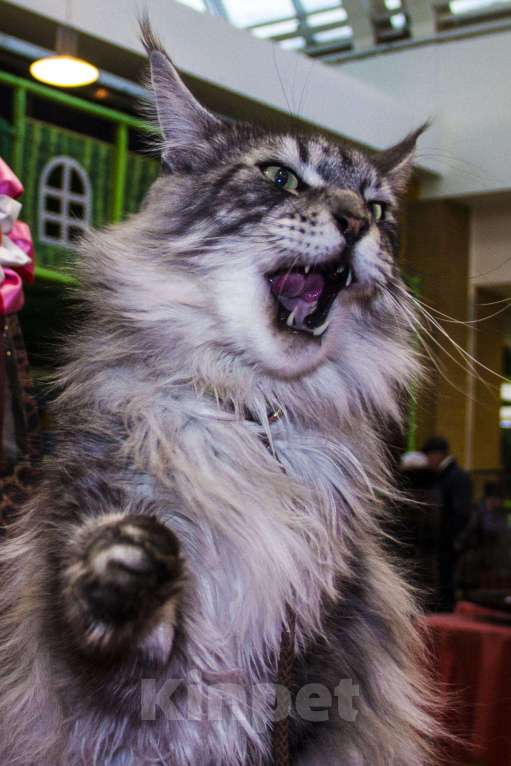 Кошки в Красноярске: Котята мейн кун от чемпионов породы, 20 000 руб. - фото 1