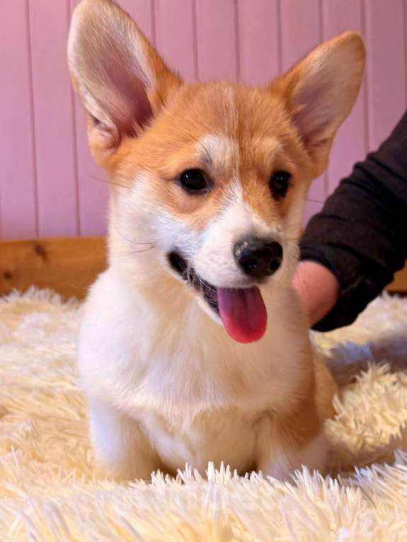 Собаки в Москве: Щенки Вельш корги Пемброк Мальчик, 55 000 руб. - фото 7