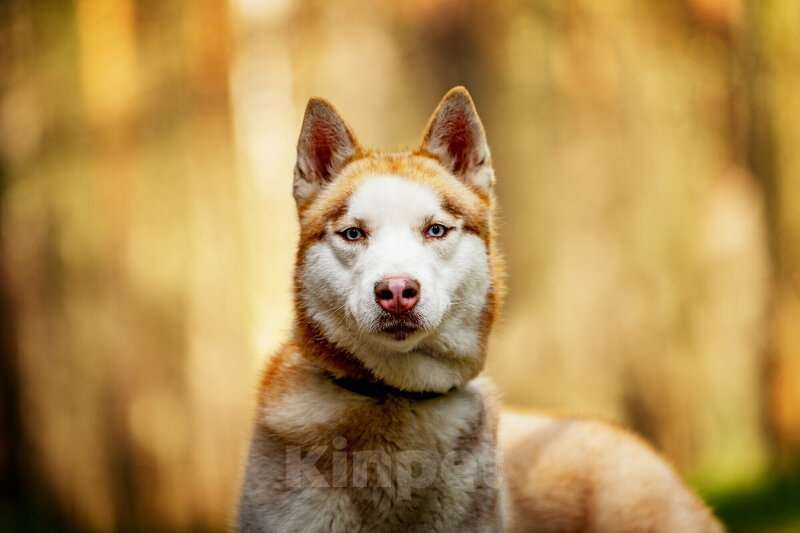 Собаки в Москве: Красавчик хаски Харт в добрые руки. Мальчик, Бесплатно - фото 5