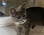Кошки в Санкт-Петербурге: Котенок Волчок - серый бочок ищет дом Мальчик, Бесплатно - фото 4