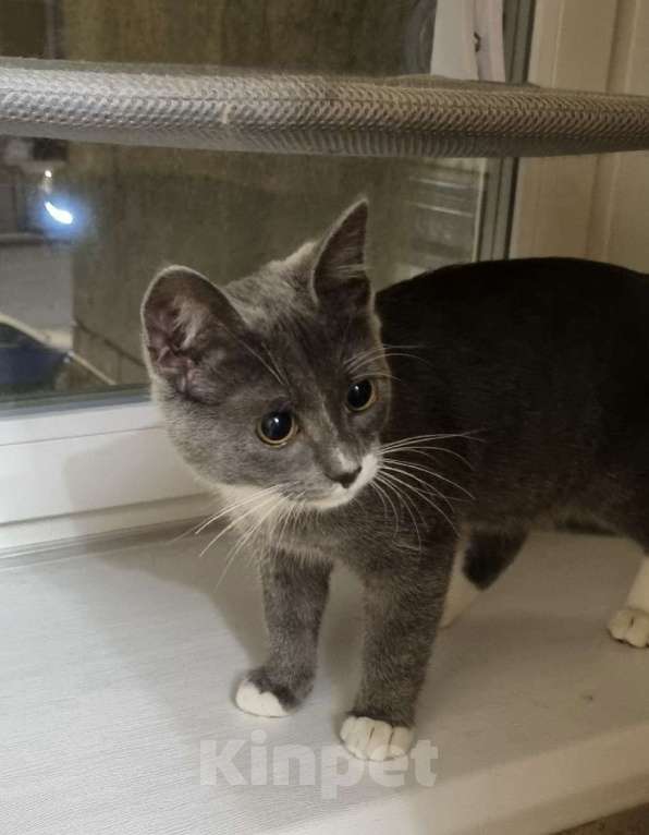 Кошки в Санкт-Петербурге: Котенок Волчок - серый бочок ищет дом Мальчик, Бесплатно - фото 4