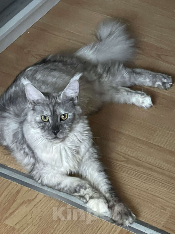 Кошки в Москве: ДЕВЧУШКА НА ВЫДАНЬЕ ИЗ ПИТОМНИКА Девочка, 30 000 руб. - фото 8