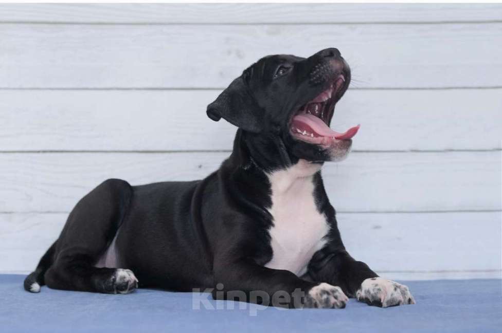 Собаки в Санкт-Петербурге: Черная окраса элитная девочка амстаффа Девочка, 1 руб. - фото 2