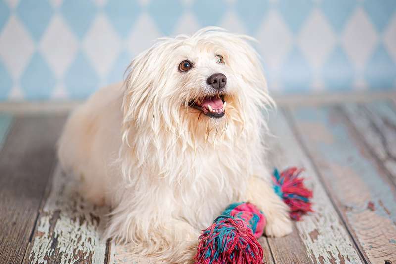 Собаки в Москве: Белая болонка Бэкки в добрые руки Девочка, 1 руб. - фото 7