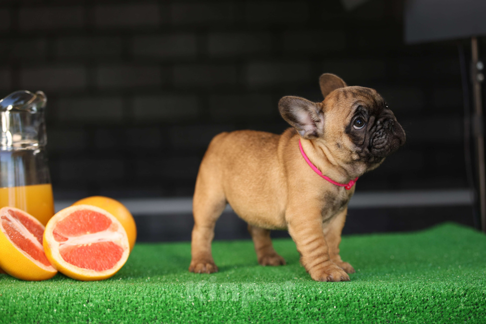 Собаки в Москве: Щенок французского бульдога Девочка, 45 000 руб. - фото 4