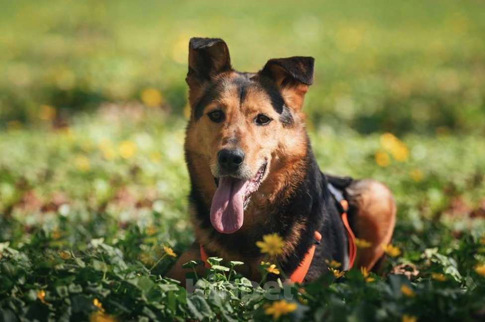 Собаки в Москве: Очаровательный сердцеед Шабак в поисках любящей семьи! Мальчик, Бесплатно - фото 5