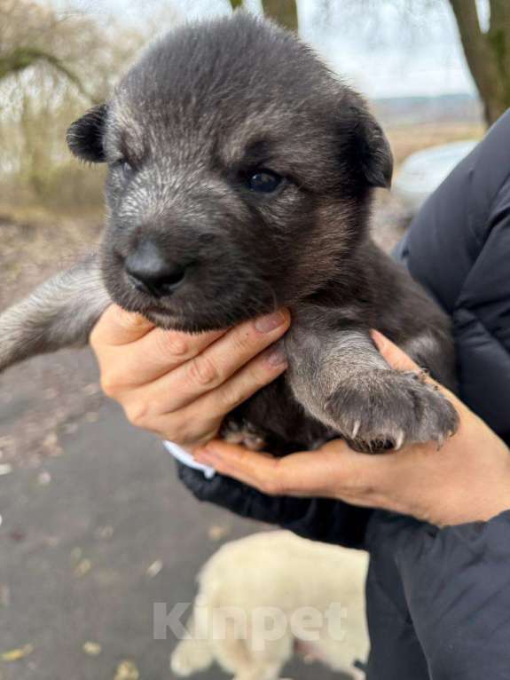 Собаки в Киржаче: Щенята ищут дом и доброго человека Мальчик, Бесплатно - фото 1