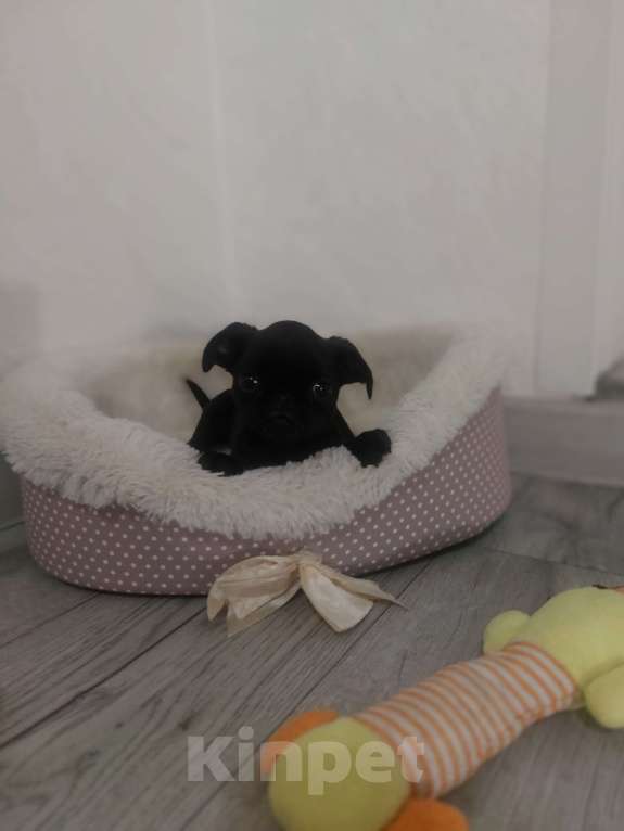 Собаки в Москве: Мальчик брабансона  Мальчик, 40 000 руб. - фото 3