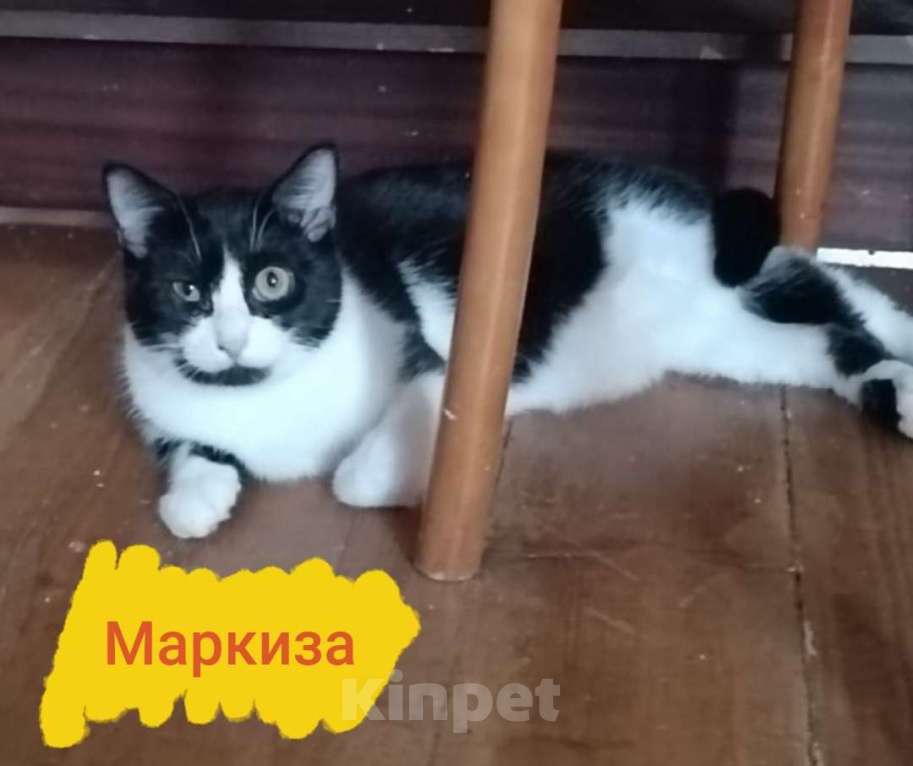 Кошки в Люберцах: Ищут дом очаровательные котятки Девочка, Бесплатно - фото 1