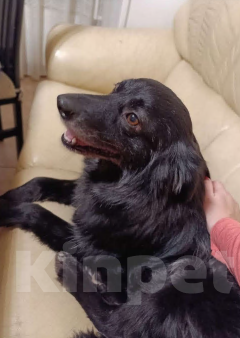 Собаки в Санкт-Петербурге: Отдам собачку бесплатно. Девочка, Бесплатно - фото 1