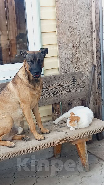 Собаки в Севастополе: ПОМОГИТЕ НАЙТИ  Мальчик, 5 000 руб. - фото 3