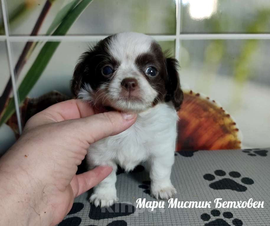Собаки в Санкт-Петербурге: Бетховен бело шоколадный длинношерстный чихуахуа Мальчик, 60 000 руб. - фото 1
