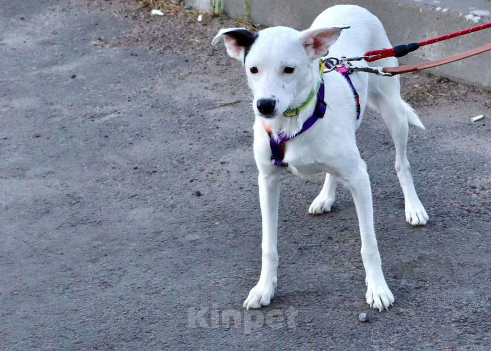 Собаки в Санкт-Петербурге: Красивая собачка ищет дом Девочка, Бесплатно - фото 5