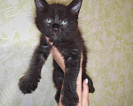 Кошки в Перми: Котята мейн-кун Девочка, 45 000 руб. - фото 3