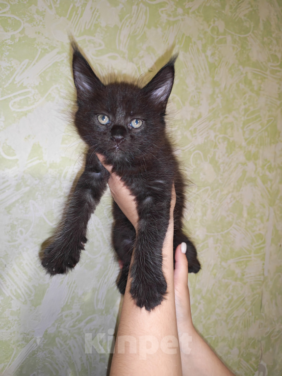 Кошки в Перми: Котята мейн-кун Девочка, 45 000 руб. - фото 3