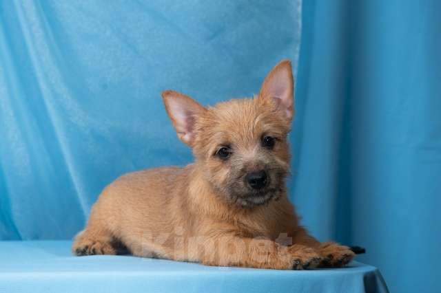 Собаки в Самаре: Норвич терьер щенки девочки Девочка, 130 000 руб. - фото 3