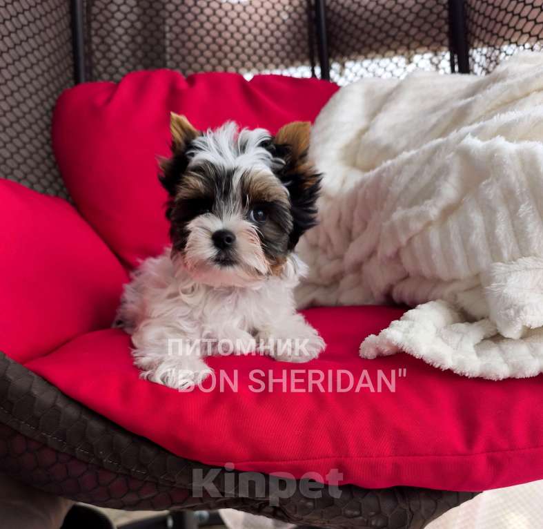 Собаки в Пушкино: Мини девочка  Девочка, 50 000 руб. - фото 1